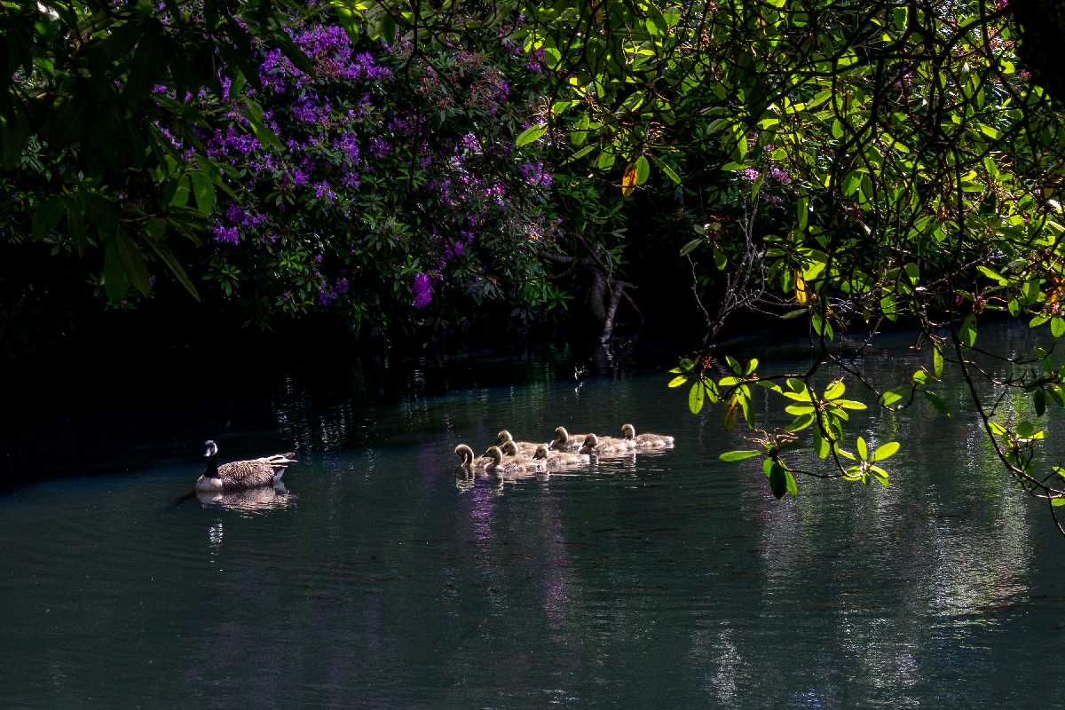 Family of Canada Geese in Highbury Park